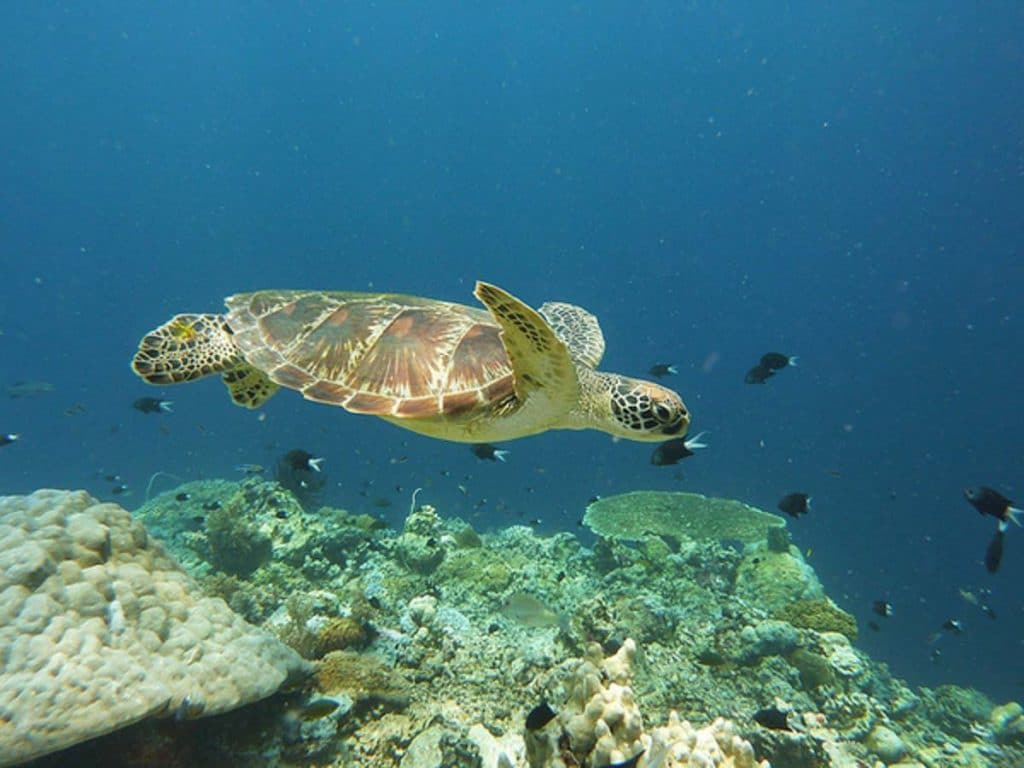 Uncovering Tun Sakaran Marine Park's Hidden Gems - Expedia MY Stories